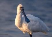 爱游戏体育-沙尔克陷入危机，需紧急调整