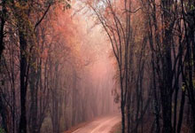 爱游戏在线-蒙特雷锋线火力全开，防守压力山大