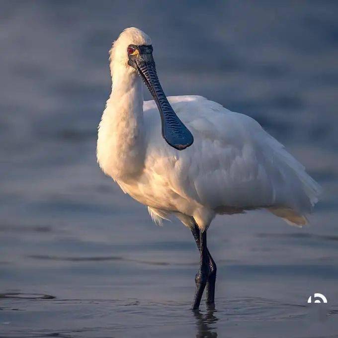 沙尔克陷入危机，需紧急调整