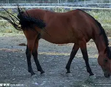关于马拉加队全员齐心，决战胜利的信息