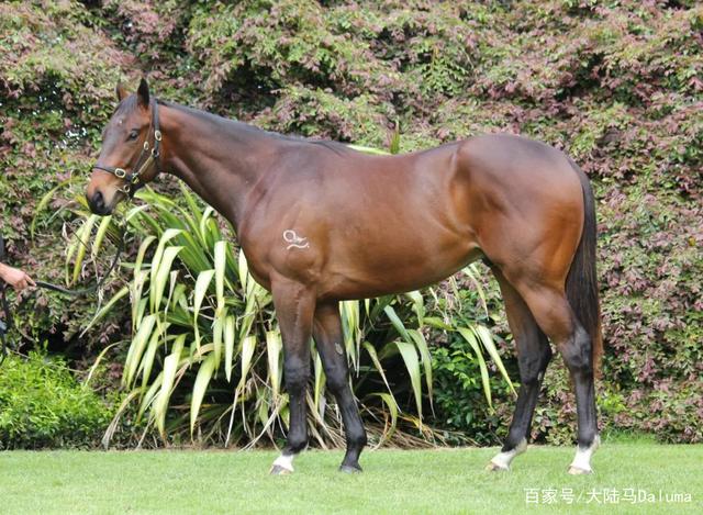 马赛马耶特尼兴奋迎战法国联赛